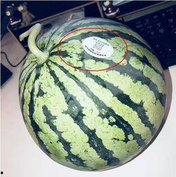 山南网红吃瓜,揭秘幕后故事与热门话题